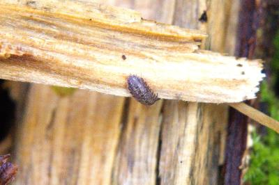 <i>Trachelipus rathkii</i>
