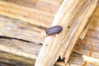 <i>Trachelipus rathkii</i>