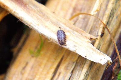 <i>Trachelipus rathkii</i>