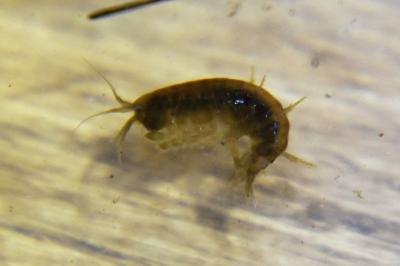 <i>Gammarus pulex</i>