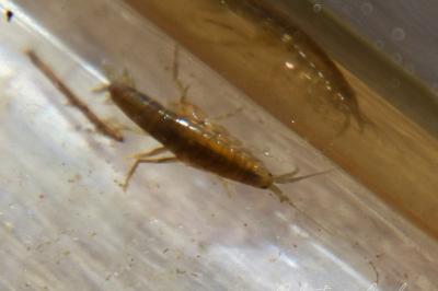 <i>Gammarus pulex</i>