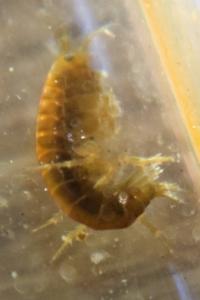 <i>Gammarus pulex</i>