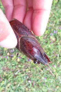 Écrevisse de Louisiane 