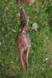 Écrevisse de Louisiane 