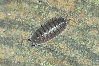 <i>Porcellio scaber</i>