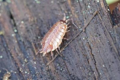 Philoscie des mousses 