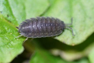 <i>Porcellio scaber</i>