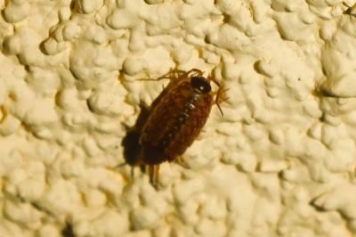 Philoscie des mousses 