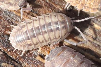 <i>Armadillidium nasatum</i>