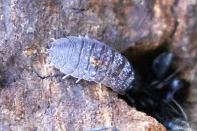 <i>Porcellio scaber</i>
