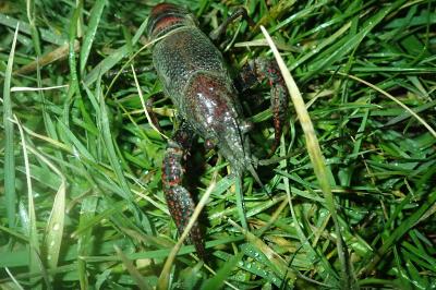 Écrevisse de Louisiane 