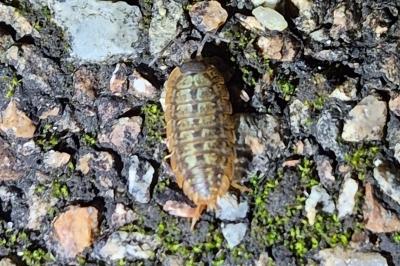 <i>Porcellio monticola</i>
