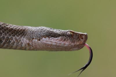 Vipera aspis