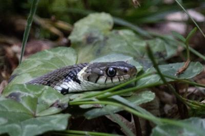 Natrix helvetica