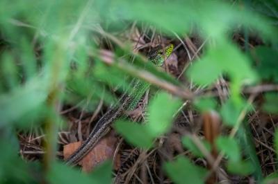 Lacerta agilis