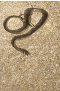 Hierophis viridiflavus