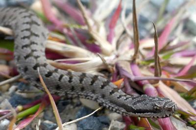 Vipera aspis