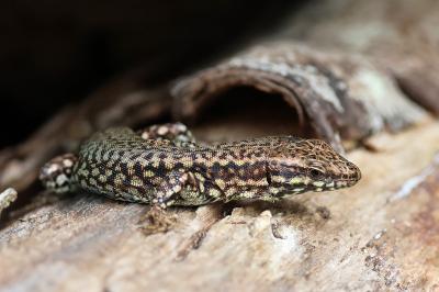 Podarcis muralis