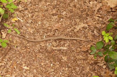 Coronella austriaca