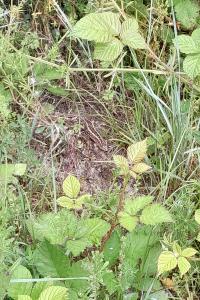 Lacerta agilis