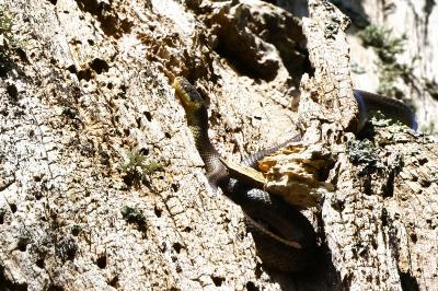 Zamenis longissimus