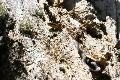 Zamenis longissimus