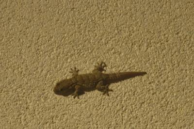 Tarente de Maurétanie 