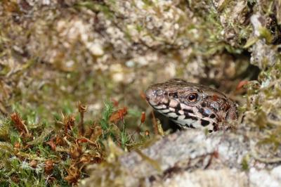 Lézard des murailles 