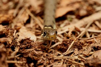 Couleuvre helvétique 