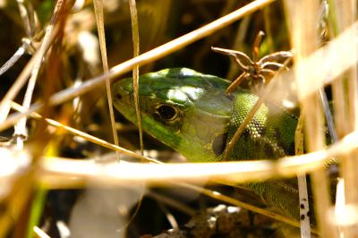 Lézard à deux raies