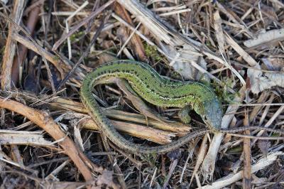 Lézard à deux raies