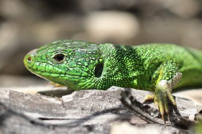 Lézard à deux raies