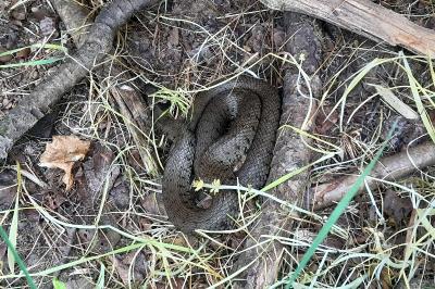 Couleuvre helvétique 