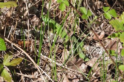 Lézard à deux raies