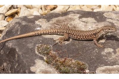Lézard des murailles 