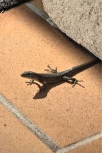 Lézard des murailles 