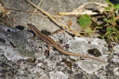 Lézard des murailles 