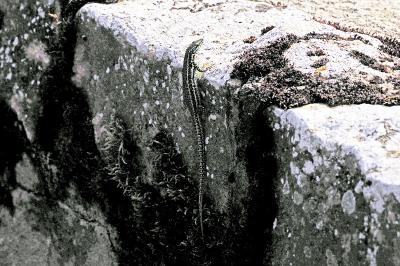 Lézard des murailles 