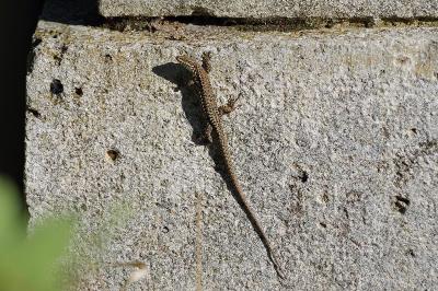 Lézard des murailles 