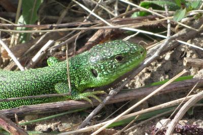Lézard à deux raies