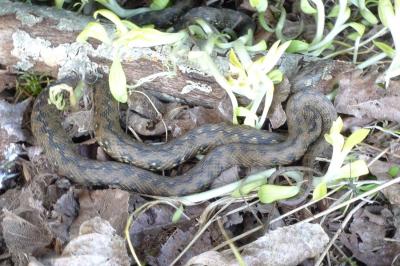 Couleuvre vipérine 