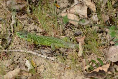 Lézard à deux raies