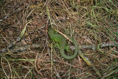 Lézard à deux raies