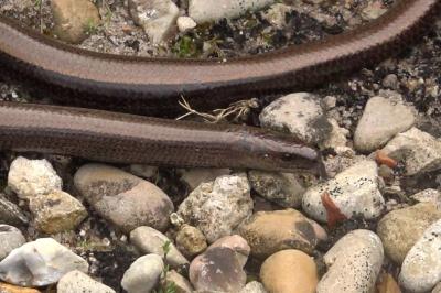 Anguis fragilis