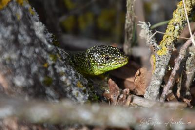 Lacerta bilineata