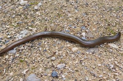 Anguis fragilis