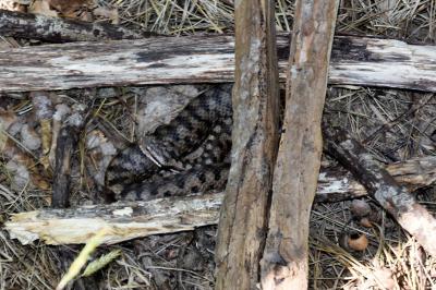 Vipera aspis