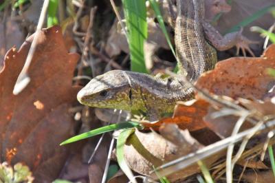 Lacerta agilis