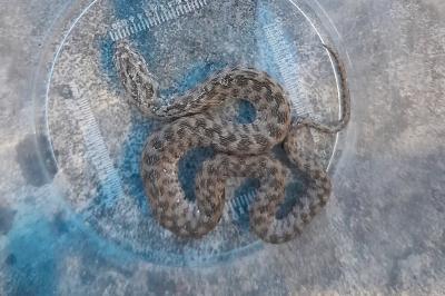 Natrix maura