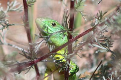 Lézard à deux raies